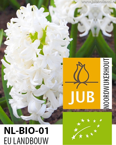 BIO Hyacint White Pearl 15/17, 50 kusov  